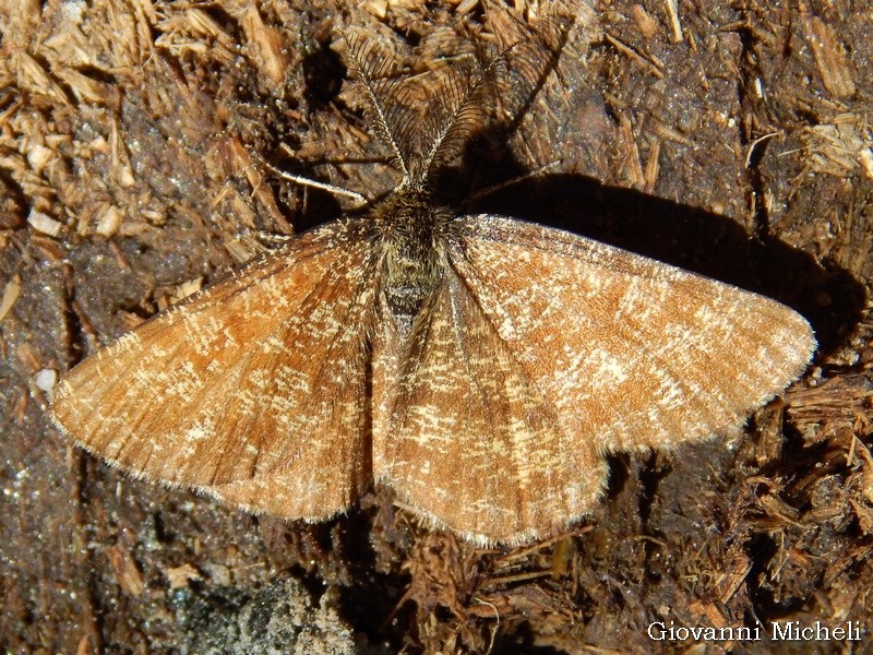 Geometridae: Ematurga atomaria, maschio